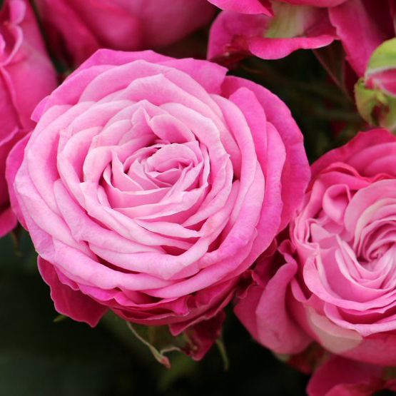 Купить букет розовых сиреневых кустовых пионовидных роз Леди Бомбастик в Перми