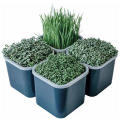 Проращиватель Здоровья Клад графит (4-х модульный)