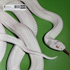 Deftones ‎– Private Music (США 2025г.) Clear