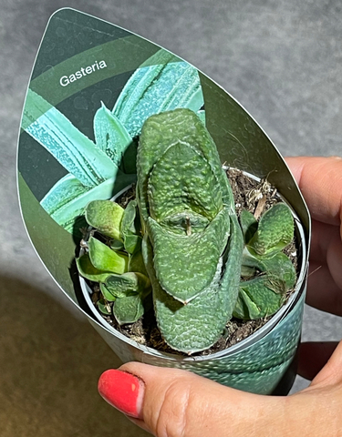 Гастерия Армстронга