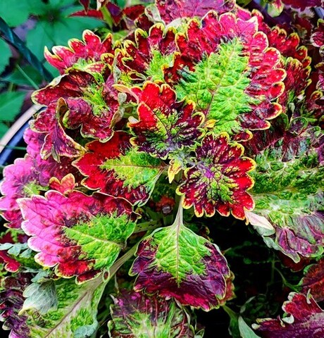 Чаровница Тай колеус КСР