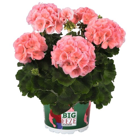 2823 Пеларгония зональная BIG EZEE SALMON (Весна 2026)