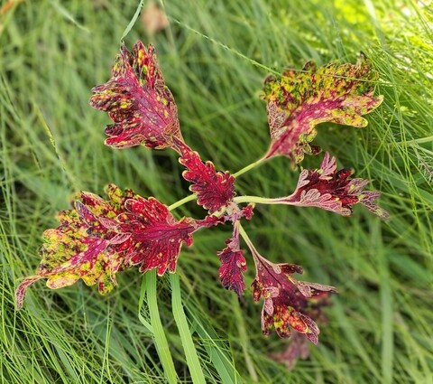 Копилка мудрости ТМ колеус