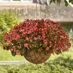 S2222 Бегония вечноцветущая HYBRIDA HULA BICOLOUR RED WHITE 3 шт.