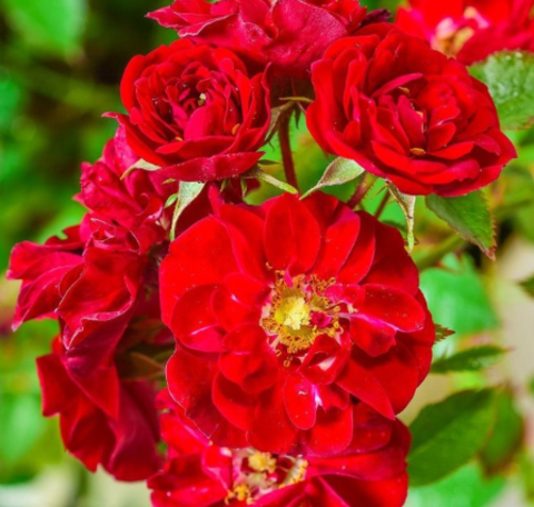 Роза почвопокровная Ред Вельвет