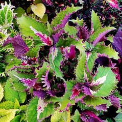 Хаски колеус КСР