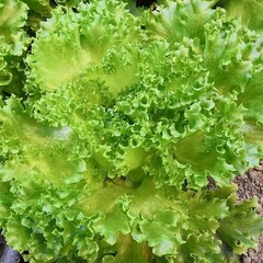 Салат листовой Батавия / 100 гр