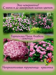 Кустарники