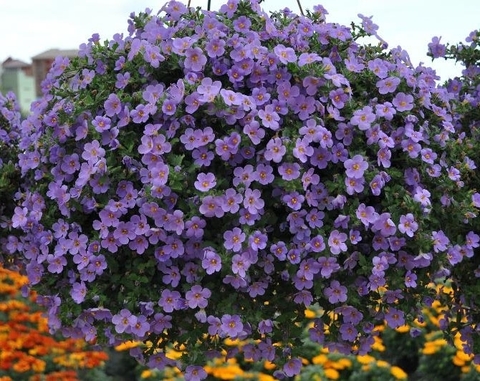 1007 Бакопа GULLIVER VIOLET (ВЕСНА 2025)
