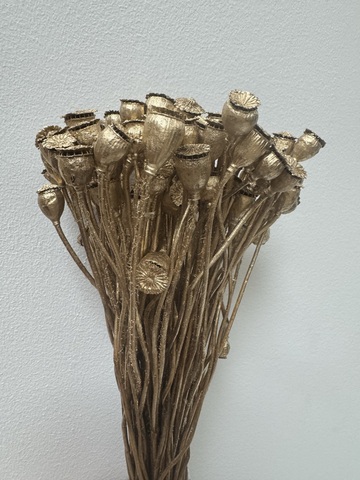 Мак самосейка золото