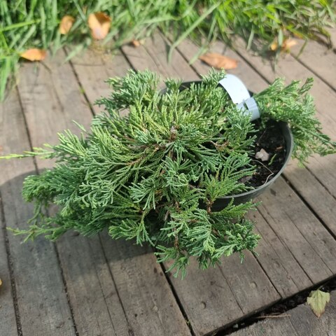 Можжевельник горизонтальный Вилтони | Juniperus horyzontalis Wiltonii 25-30 (С2,5)