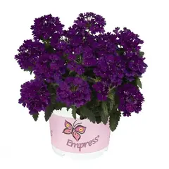 1546 Вербена EMPRESS FLAIR BLUE (ОСЕНЬ 2025)