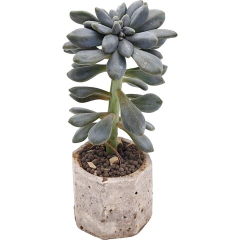 Суккулент Пахиверия Шейдекери кристата