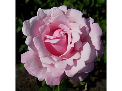 Парфюм де Либерти/Мемориал Дей