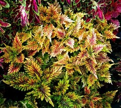 Талисман Тай колеус КСР