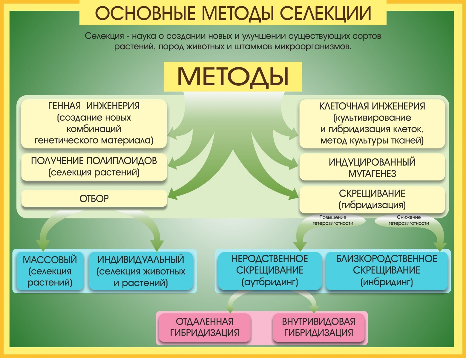 Селекция подготовка к егэ по биологии презентация