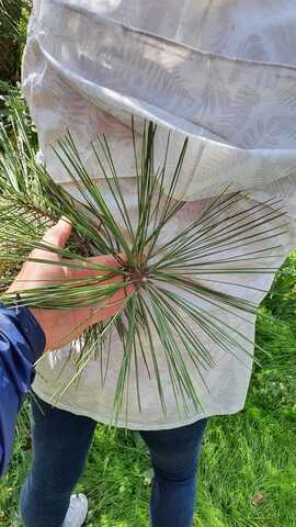 Teofrast Семена Сосна желтая Pinus ponderosa