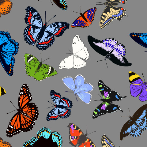 бабочки на сером фоне