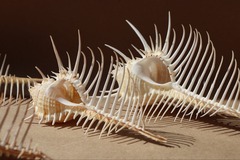 Ракушка Мурекс Пектен (Murex pecten) 8-12 см