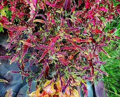 Тиффани Тай колеус КСР