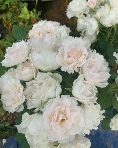 Крем Шантильи (Crème Chantilly)