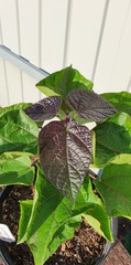 Катальпа пурпурная Catalpa purpurea