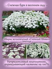 Декоративные