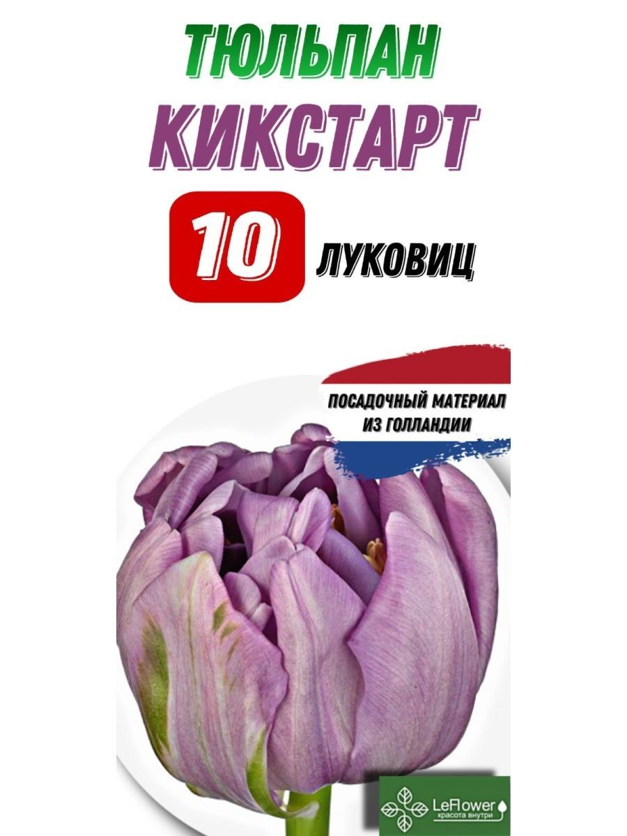 Тюльпан Кикстарт