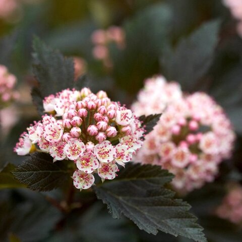 Пузыреплодник 