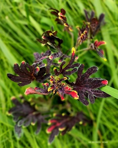 Без названия 07 колеус