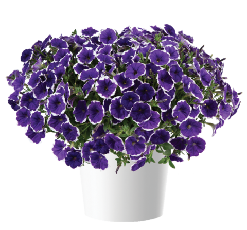 32242 Петуния CASCADIAS RIM VIOLET IMP. (ВЕСНА 2025)