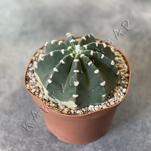 Эхинопсис Оксигона d15