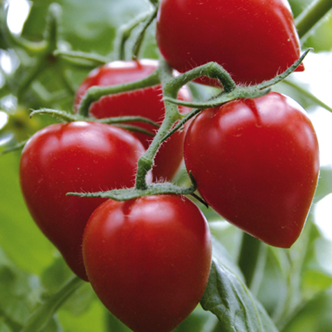 Томат Государь