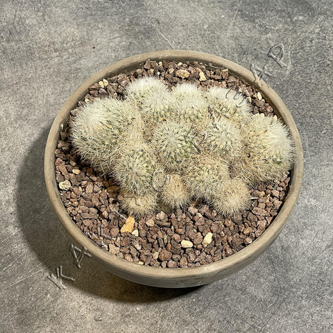 Эскобария Ларедои в керамике d17