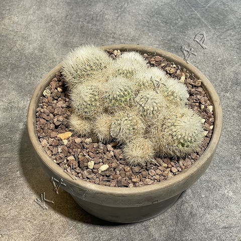 Эскобария Ларедои в керамике d17