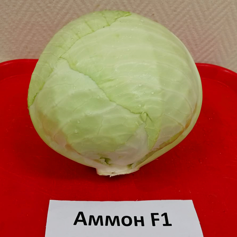 Белокочанная Аммон F1 семена капусты белокочанной (Seminis / Семинис) amonn_f1_kapusta_1_.jpg
