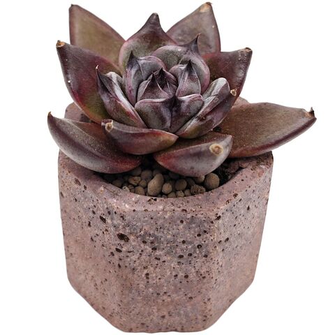 Суккулент Эхеверия Сюаньву