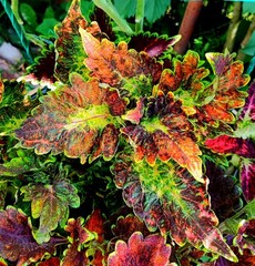 Чаровница Тай колеус КСР