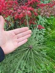 Teofrast Семена Сосна желтая Pinus ponderosa