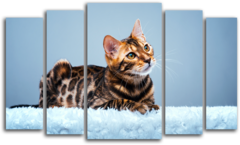 Модульная картина "Леопардовая кошка"