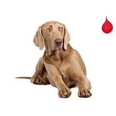 Тест для определения группы крови собак