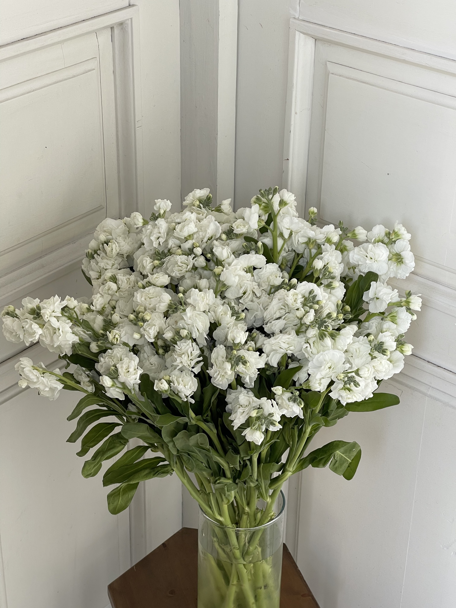 ВИТРИНА – купить по лучшей цене | MARMELAD flowers&decor
