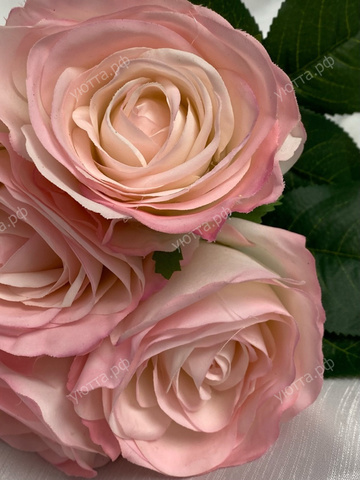 Букет роз (Высота - 30 см) 6 шт - Бело-розовый - Купить
