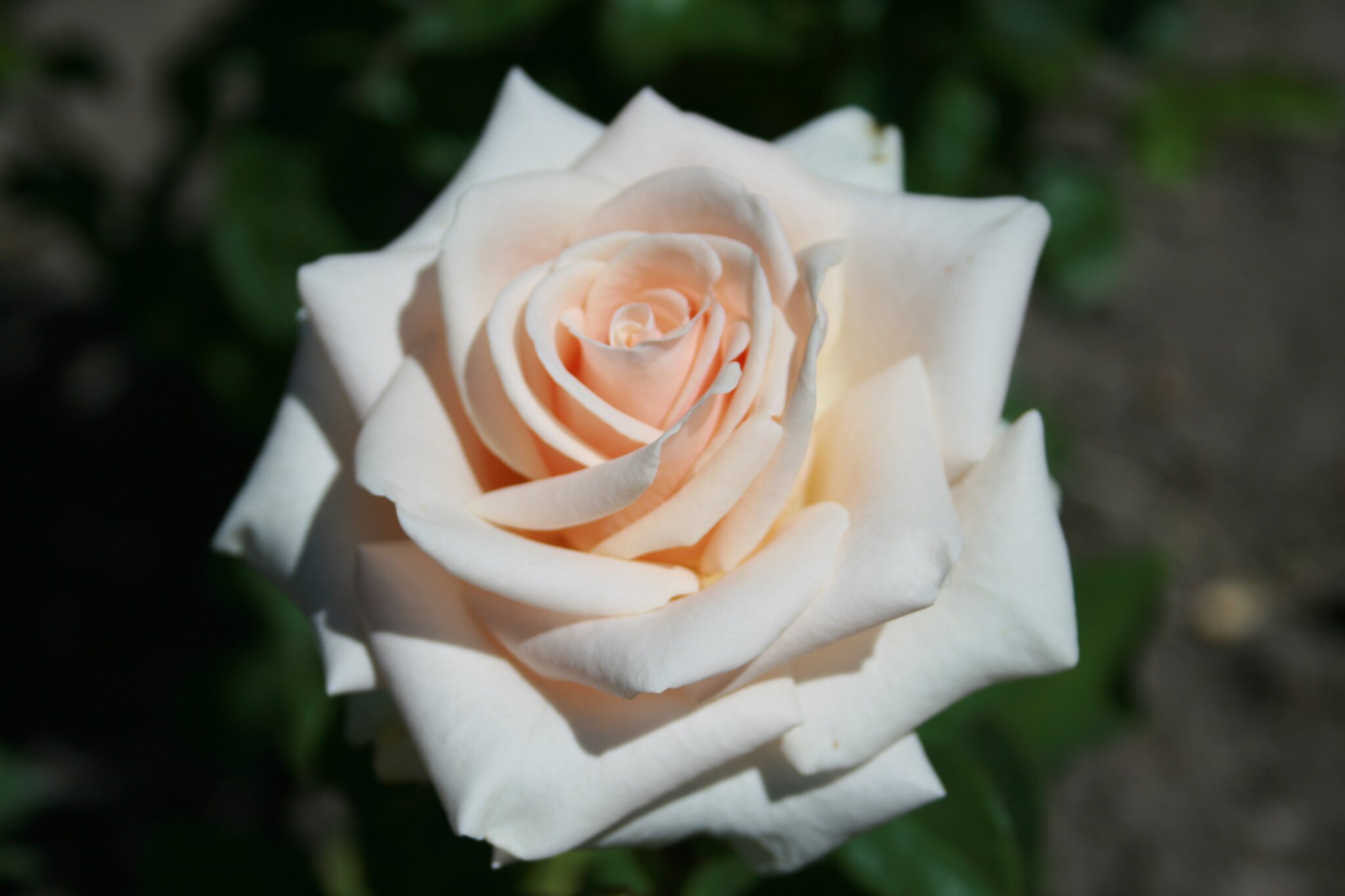 Ля перла роза фото