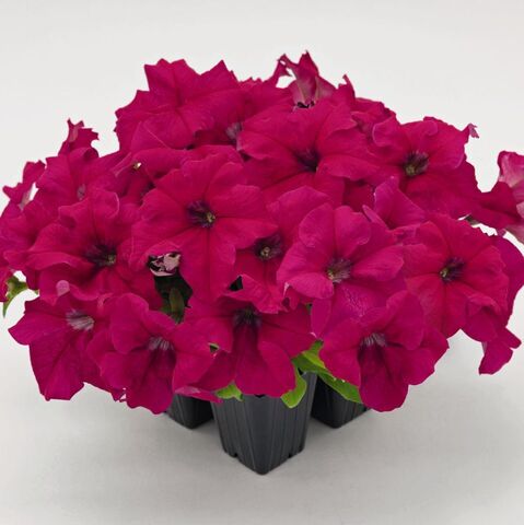 S60236 Петуния кустовая Grandiflora Success!360* Deep Rose 10шт.