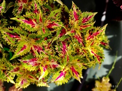 Нежность утра UO колеус КСР