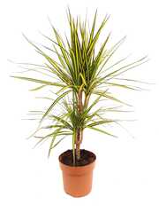 Драцена МАРГИНАТА САНРЕЙ