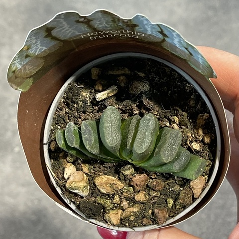 Хавортия Трунката d7