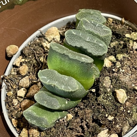 Хавортия Трунката d7