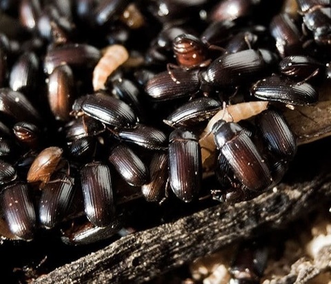 Неиссякаемый источник белкового корма - Личинка жука Знахаря